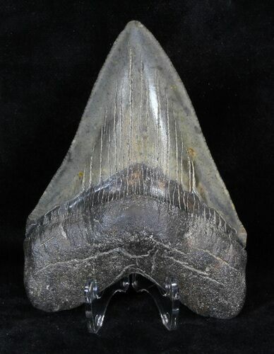 Serrated Megalodon Tooth - Georgia #32669
